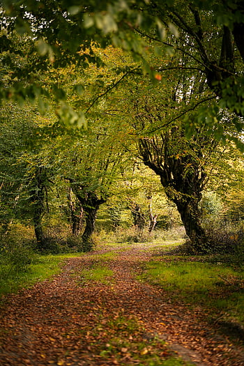 green trees, woods, serene path, autumn forest, lush green, meandering path, forest scenery, natural landscape, fall foliage, tree canopy, woodland path