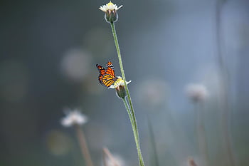 hallitsija perhonen, musta ja oranssi perhonen, valkoinen terälehti kukka, luonnon kauneutta, pehmeä hämärtynyt tausta, perhonen kukka, Hallitsija kukka, luonnon valokuvaus, kukka-valokuvaus, villieläinten valokuvaus, ulkona