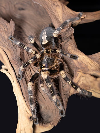 tarantule, pavouk, pavoukovec, arachnofobie, chlupatý, strašidelný, Příroda, hmyz, fobie, strach, živočišného světa