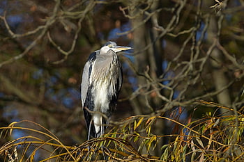 grey Heron, heron, water Bird, sunrise, fall, park, nature