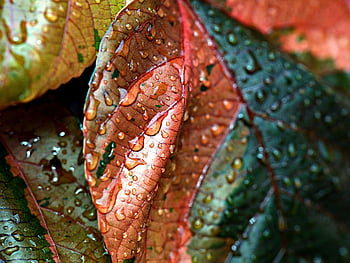 foglie di rame, pioggia, gocce d'acqua, le foglie, rugiada, Guazza, bagnato, pianta, natura, flora, colore misto