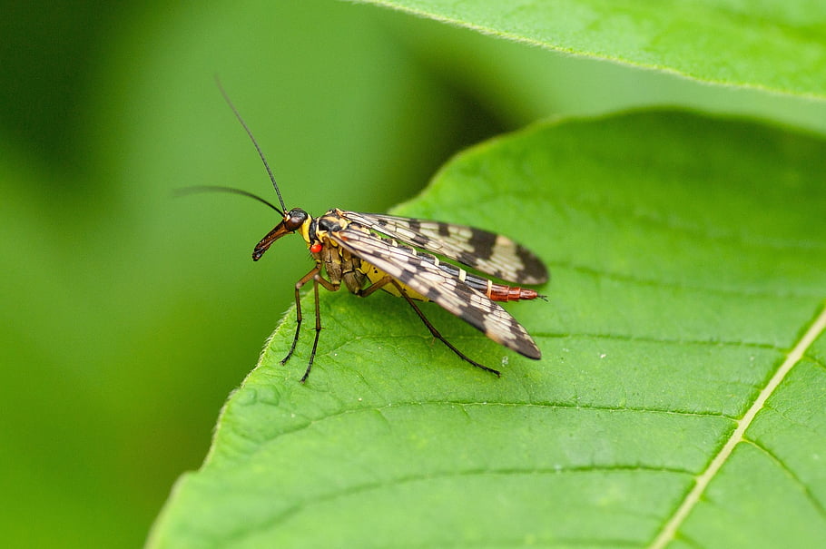 scorpion Fly, fly, insect, leaf, wings, plant, nature, macro, makro