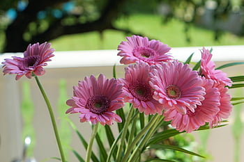 gerbera, flower Background, flowers, daisies, pink Daisies, flower Wallpaper, pink Flowers, pink Petals, blossom, beautiful Flowers, bloom