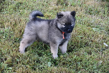 puppy, pup, dog, adorable, young Eurasier, animal, doggy, canine, mammals, adorable Puppy, pet