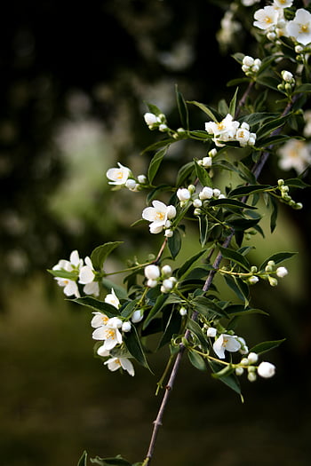 Jasminblüten, blühende weiße Blumen, Frühling blüht, Blütenknospen, Nahaufnahmen, Naturfotografie, weiße blüte, Frühlingsessenz, Blumenschönheit, Gartenblumen, weißer Jasmin