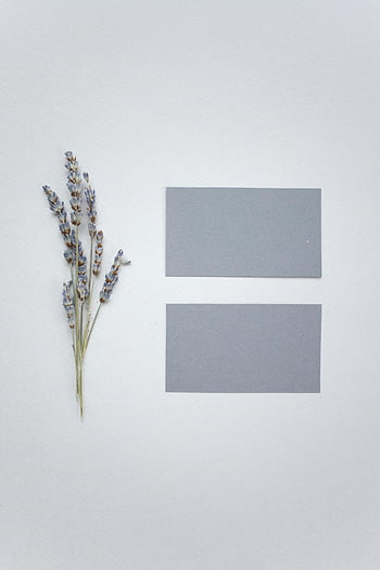 blank visitkort, Lavendel kvistar, vit bakgrund, toppvy, visitkort, blommor, minimal design, professionell varumärke, blommarrangemang, pappersdesign, visitkortsdesign