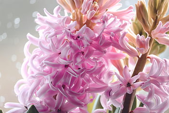 hyacint, hyacinthus, růžový, růže květina, květenství, růže, květ, krásné květiny, okrasné rostliny, chřest, květinové pozadí
