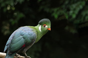 Turaco de mejilla blanca, pájaro, animal, Tauraco leucotis, menelikornis leucotis, plumas, plumaje, pico, naturaleza, fauna silvestre, aviar
