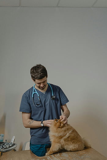 veterinář, Modré křoviny, pomeranian pes, klinika, kontrola, chlupatý pes, péče o mazlíčky, zdraví zvířat, lékařské vyšetření, Veterinární klinika, stetoskop