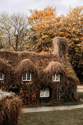 country house, climbing plants, autumn, ivy-covered cottage, Llanrwst, Wales, UK, charming, foliage, thatched roof, trees
