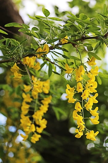 laburnum, yellow Flowers, spring, garden, flora, nature, shrub