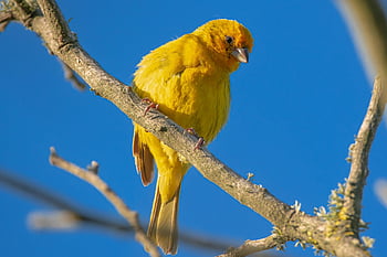 fugl, safran fink, ornitologi, arter, fauna, aviær, dyr, dyreliv, træ, natur, perched