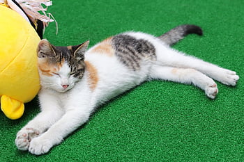cat, stray Cat, pet, gilnyangyi, kitten, animal, cute, pets, meow, kitty, cute Animals