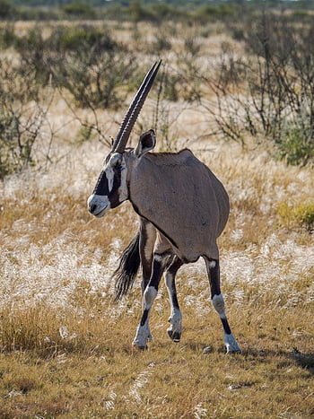 antelope, wilderness, wildlife, africa, namibia, etosha, national Park, safari, nature, animal, oryx