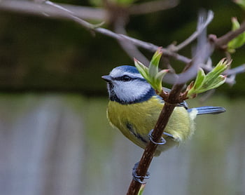 modrá sýkorka, malý pták, zahradní pták, zahrada, větev, větvička, peří, Pírko, bluetit, pták, posazený