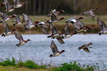wigeon Duck, duck, nature, wigeon Male, colourful, lake, water, waterfowl, wigeon, male Wigeon, flying Duck