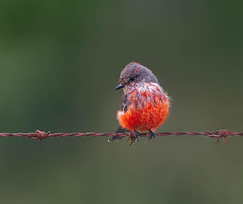 muchomůrka flycatcher, flycatcher, pták, zvíře, Churrinche, Pyrocephalus Rubinus, peří, zobák, Příroda, volně žijících živočichů, ptačí