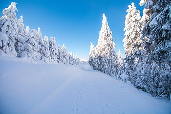winter Landscape, tracks In The Snow, winter, snow, snow Landscape, winter Forest, snow Trail, snowy, ore Mountains, fichtelberg, cold