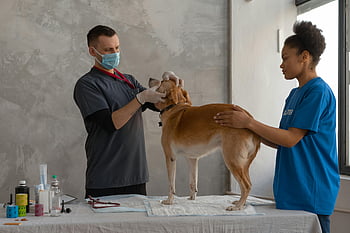 veterinář, vyšetření psa, klinické nastavení, Odborná pomoc, Lékařská kontrola, péče o mazlíčky, zdraví zvířat, veterinární klinika, zdraví psa, Lékař, asistent