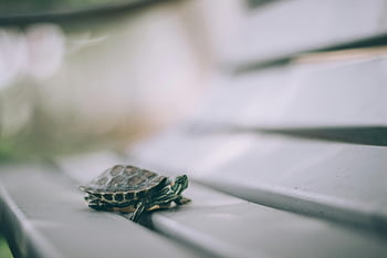 turtle, bench, selective focus, detailed shell, blurred background, small turtle, outdoor photography, nature, wildlife, reptile, animal