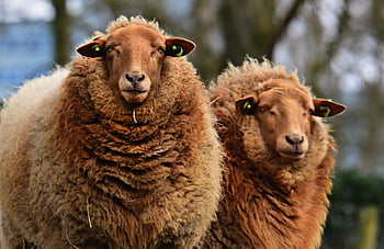 sheep, animal, mammal, ruminant, even-toed, wool, fur, coburger Sax, nature, farm, animal Exploitation