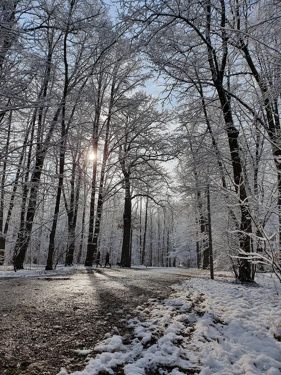 snow, winter, nature, park, cold, white, frost, forest, tree, sunrise, sunny