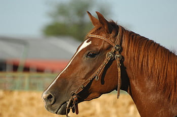 brown horse, close up, side profile, bridle, rural outdoor, detailed photo, horse head, outdoor setting, horse bridle, rural scene, horse portrait