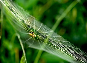 spider, spider Web, insect, macro, raindrops, web, dewdrops, cobweb