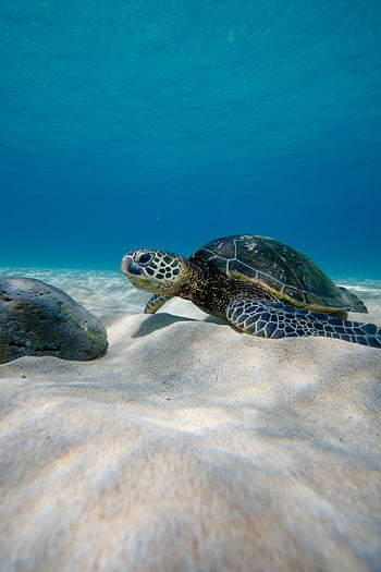 sea turtle, ocean floor, clear blue waters, sandy bottom, underwater photography, marine life, turtle gliding, ocean scenery, sea creature, aquatic animal, underwater scene