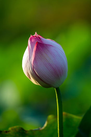 lotus, květ, pupen, růžový květ, okvětní lístky, květinové pozadí, lotosový bud, leknín, krásné květiny, květinové tapety, vodní rostliny