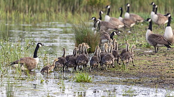 oche, paperi, uccelli, animali, natura, uccelli acquatici, piume, fatture, becchi, mondo animale, anatroccolo