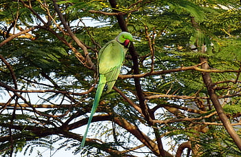 pták, andulka, Příroda, zelená, tropický, Papoušek, fauna, růže-kroužil papoušek, psittacula krameri, prsten-hrdlem papoušek, rajasthan