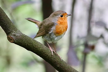 robin, oiseau chanteur, petit oiseau, oiseau de jardin, plumage, le bec, faune, la nature, observation des oiseaux, erithacus rubecula