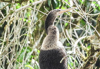 anhinga, pták, zvíře, snakebird, darter, volně žijících živočichů, dravec, peří, Příroda, detailní