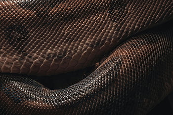 hnědá hadí kůže, Python Snake Skin, Složitá textura, Podrobné vzory měřítka, Hadí váhy, plaz kůže, hnědý python, Textura hadí kůže, Podrobná textura, hadí kůže detailní, plazí textura