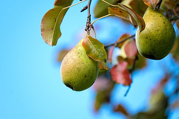 pear, fruit, tree, food, healthy, vitamins, orchard, plant, nature, closeup