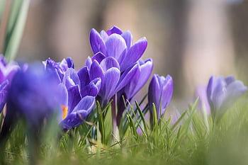 krokus, crocus květiny, květ, květinové tapety, jaro, brzy bloomer, květinové pozadí, příznaky jara, květy, fialový, jarní květina