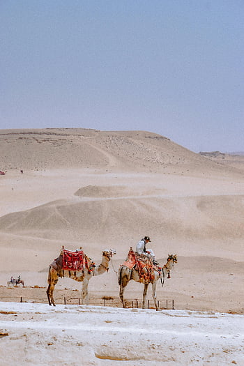 man riding camel, desert landscape, Cairo Egypt, arid desert, camel ride, desert adventure, Egyptian desert, man on camel, desert safari, desert scenery, camel tour