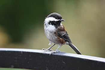 pták, kaštanem podporovaná kuřata, peří, ptačí, pěvec, venku, volně žijících živočichů, zvíře, Příroda