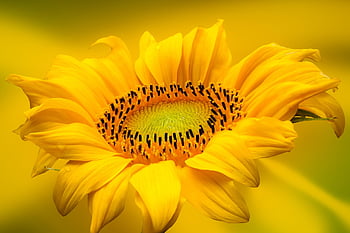 sunflower, flower Background, flower, flower Wallpaper, yellow Flower, petals, yellow Petals, bloom, blossom, flora, beautiful Flowers