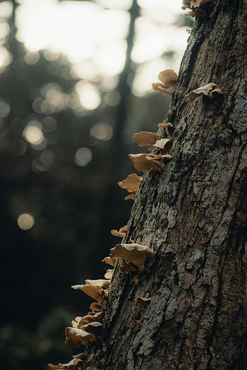 mushrooms on tree trunk, close-up mushrooms, tree trunk, moody forest, forest setting, mushrooms growing, tree bark, natural setting, woodland scene, forest mushrooms, tree fungi