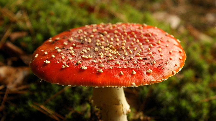 fly Agaric, autumn Break, autumn Colours, europe, mushroom, nature, red Mushroom, red, toxic, forest Floor, mycology
