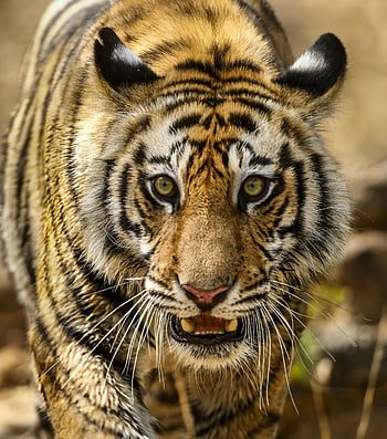 Bengal tiger, close-up photo, ferocious tiger, Tala India, fierce presence, majestic tiger, wildlife photography, tiger stripes, intense tiger, tiger eyes, tiger whiskers