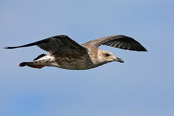 european Herring Gull, gull, bird, flying Bird, avian, ornithology, wildlife, plumage, juvenile, nature