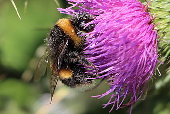 bumblebee, flowers, pollination, flower Background, insect, nature, garden, pollen, bumble, bee, fauna