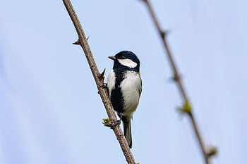 animal, sky, wood, sting, bird, wild Bird, japanese Tits, face, beak, fluffy, nature