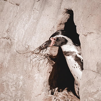 tučňák humboldt, tučňák, pták, zvíře, volně žijících živočichů, fauna, Příroda, stavba hnízda, vodní pták, zobák, voda