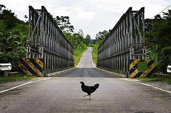 gallinas, carretera, animales, naturaleza, puente