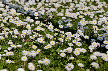 daisy, bellis Perennis, enduring, perennial, in Measure Love, a Thousand Beautiful, m P, white Flower, nature, petals, meadow