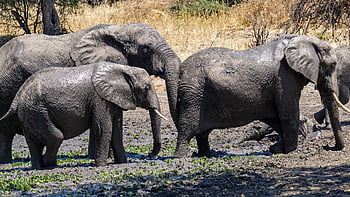elefant, tanzania, Serengeti, natur, dyr, dyreliv, Afrika